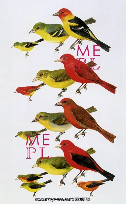  : Various Tanagers
