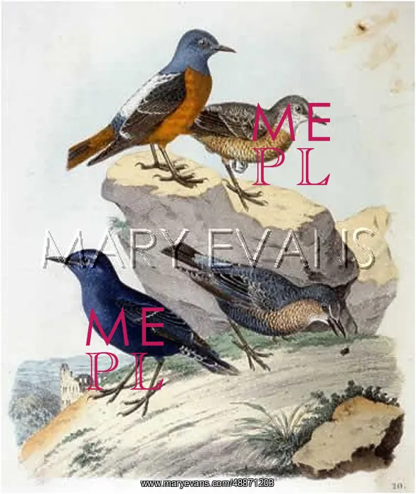  : VARIOUS THRUSHES
