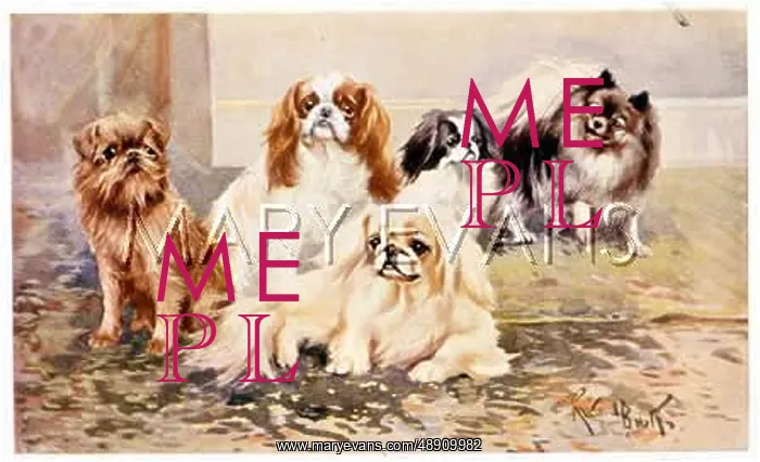 : VARIOUS TOY DOGS : VARIOUS TOY DOGS