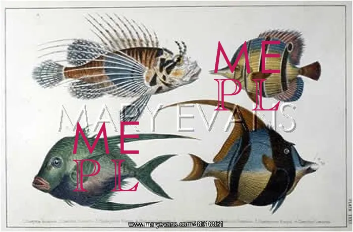 : VARIOUS TROPICAL FISH : VARIOUS TROPICAL FISH