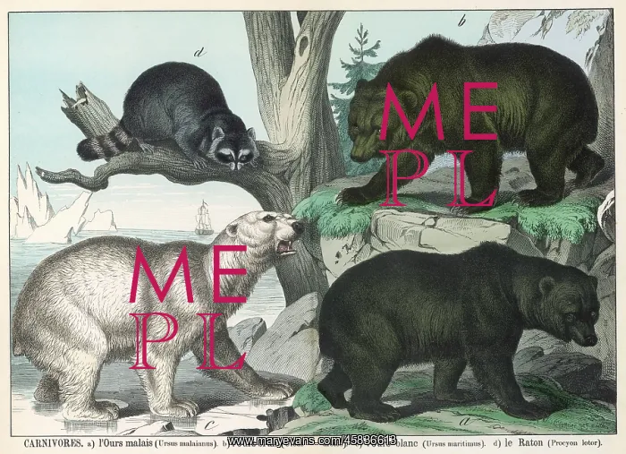 : Various types of bear : Various types of bear