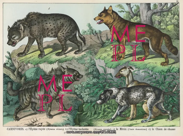 : Various types of dog : Various types of dog