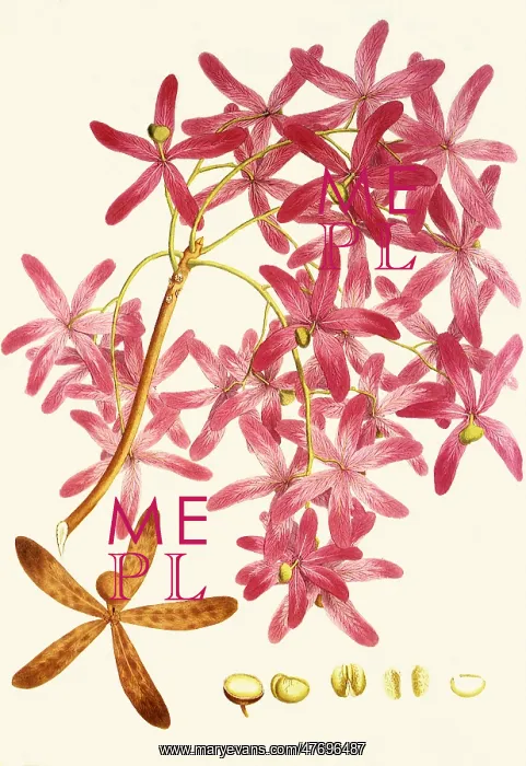  : Varnish Tree, Melanorrhoea usitata