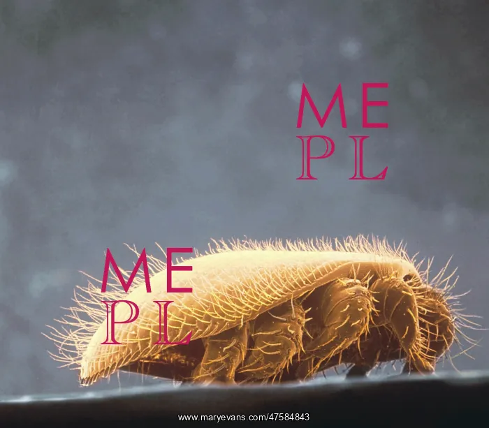 : Varroa jacobsoni, honey bee mite : Varroa jacobsoni, honey bee mite