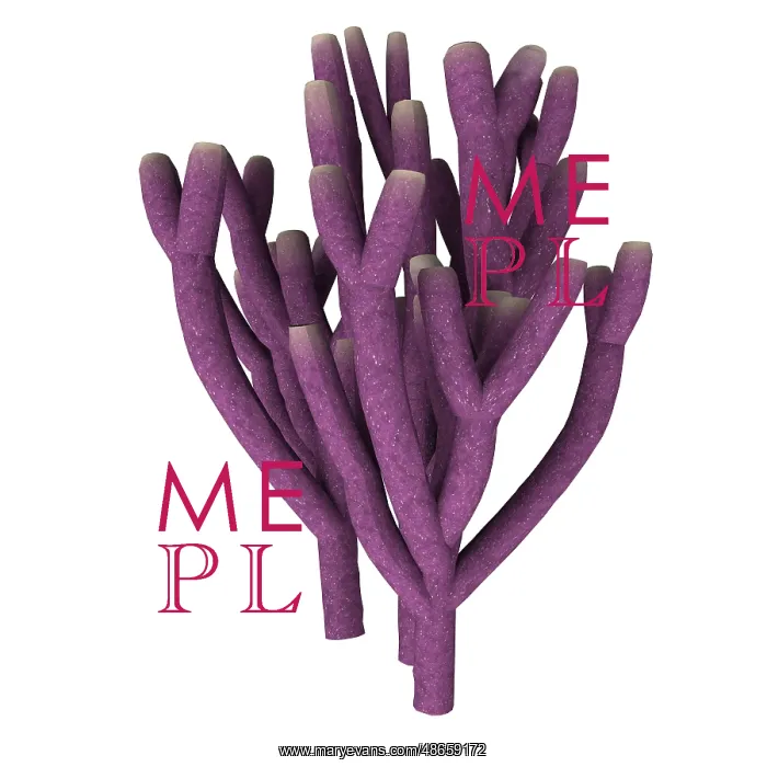 : Vauxia gracilenta sponge illustration : Vauxia gracilenta sponge illustration