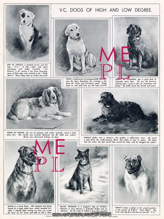 : V.C. Dogs of High and Low Degree : V.C. Dogs of High and Low Degree