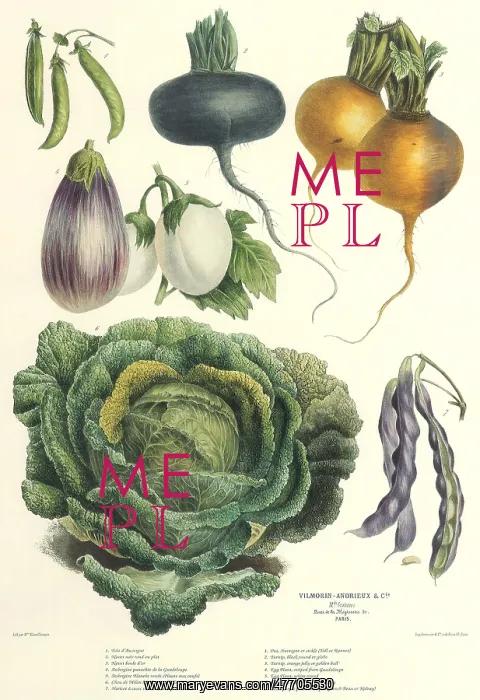  : Vegetable Botanical