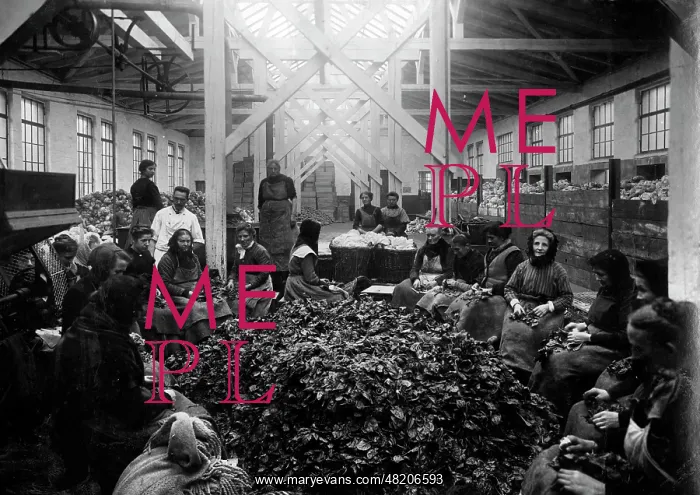 : Vegetable factory in Berlin, 1916 : Vegetable factory in Berlin, 1916