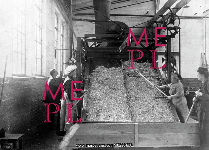 : Vegetable factory in Berlin, 1916 : Vegetable factory in Berlin, 1916