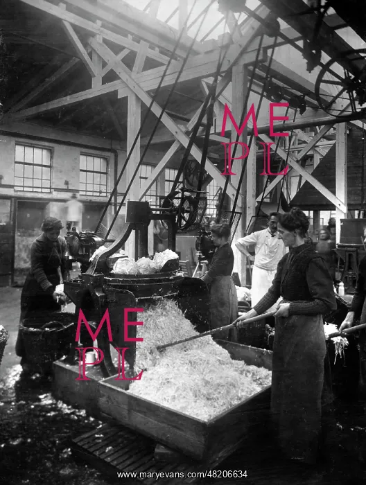 : Vegetable factory in Berlin, 1916 : Vegetable factory in Berlin, 1916