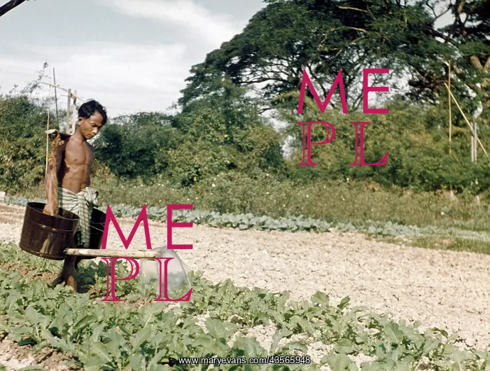 : Vegetable farmer - Rangoon : Vegetable farmer - Rangoon