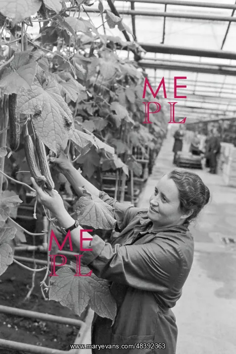 : Vegetable grower V. Novikova : Vegetable grower V. Novikova