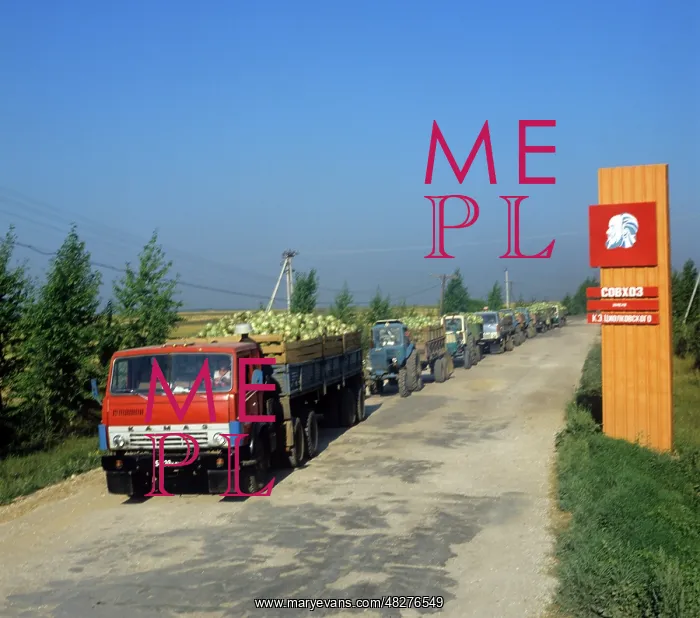 : Vegetable harvest in Kaluga Region, 1981 : Vegetable harvest in Kaluga Region, 1981