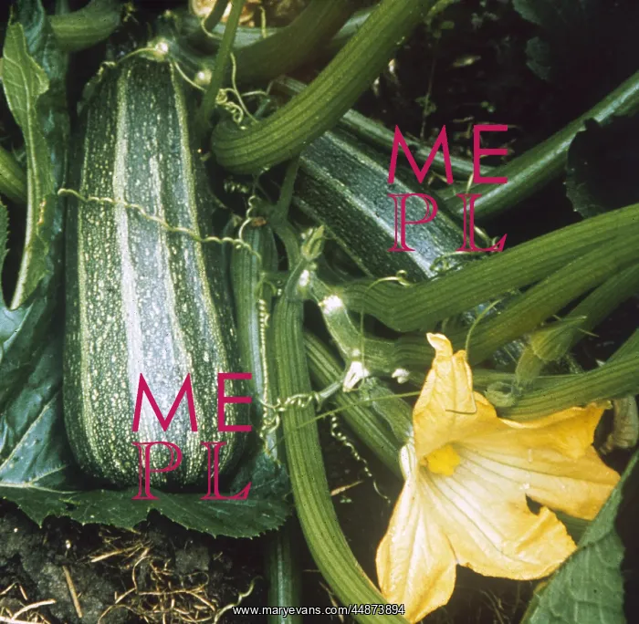  : VEGETABLE / MARROW