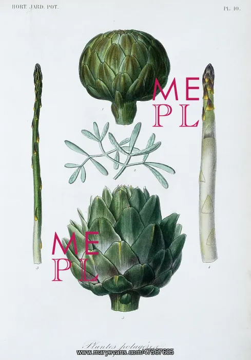 : Vegetable plants : Vegetable plants