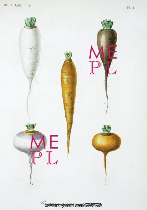 : Vegetable roots : Vegetable roots