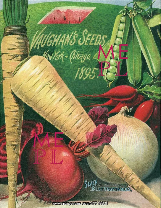  : Vegetable Seed Packet