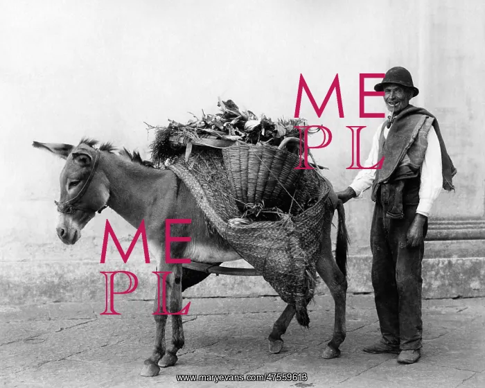 : Vegetable seller and donkey, Naples, Italy : Vegetable seller and donkey, Naples, Italy
