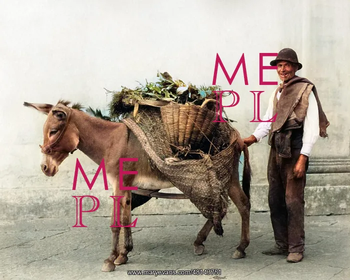 : Vegetable seller and donkey, Naples, Italy : Vegetable seller and donkey, Naples, Italy