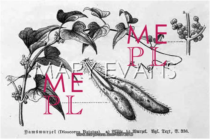 : VEGETABLE YAM : VEGETABLE YAM