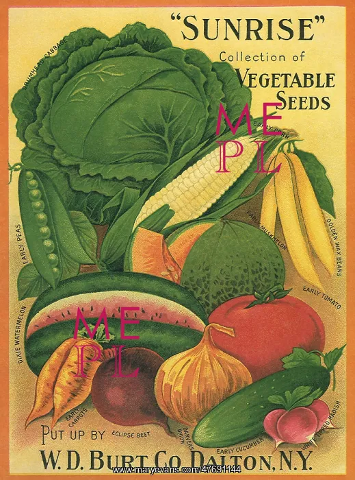  : Vegetables