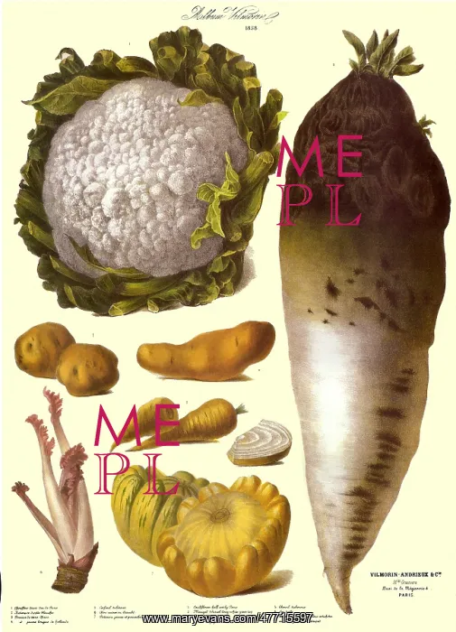: Vegetables : Vegetables