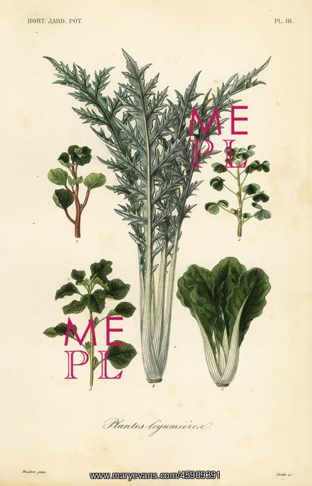 : Vegetables, plantes legumieres : Vegetables, plantes legumieres