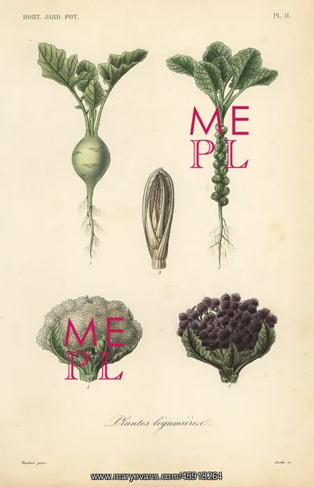 : Vegetables, Plantes legumieres : Vegetables, Plantes legumieres