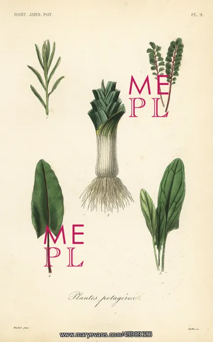 : Vegetables, Plantes potageres : Vegetables, Plantes potageres