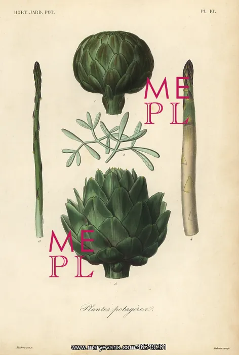: Vegetables, Plantes potageres : Vegetables, Plantes potageres