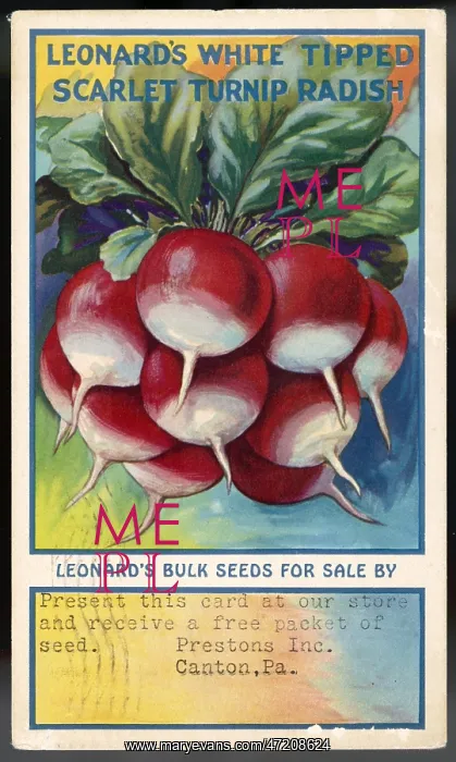: VEGETABLES / RADISHES : VEGETABLES / RADISHES