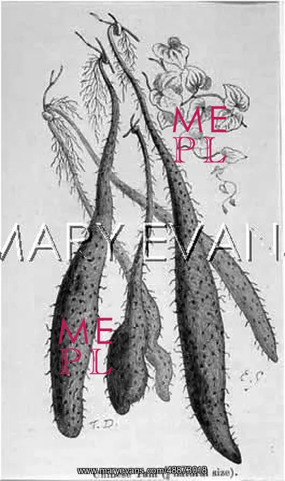 : VEGETABLES / YAM / VEG GDN : VEGETABLES / YAM / VEG GDN