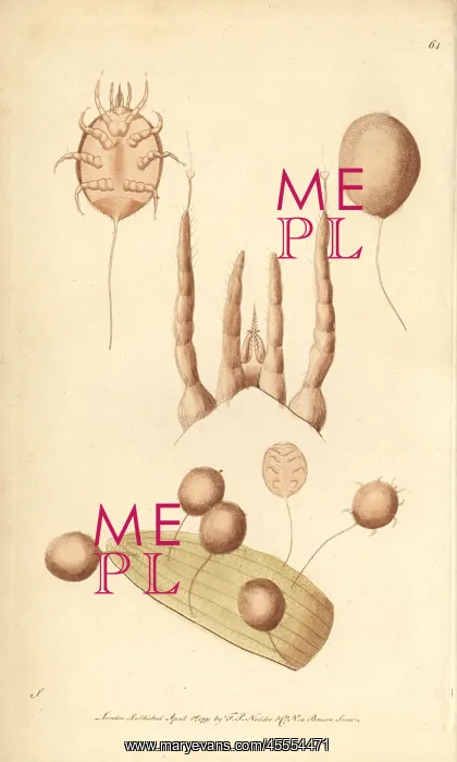 : Vegetating mite, Acarus vegetans Larva of the : Vegetating mite, Acarus vegetans Larva of the
