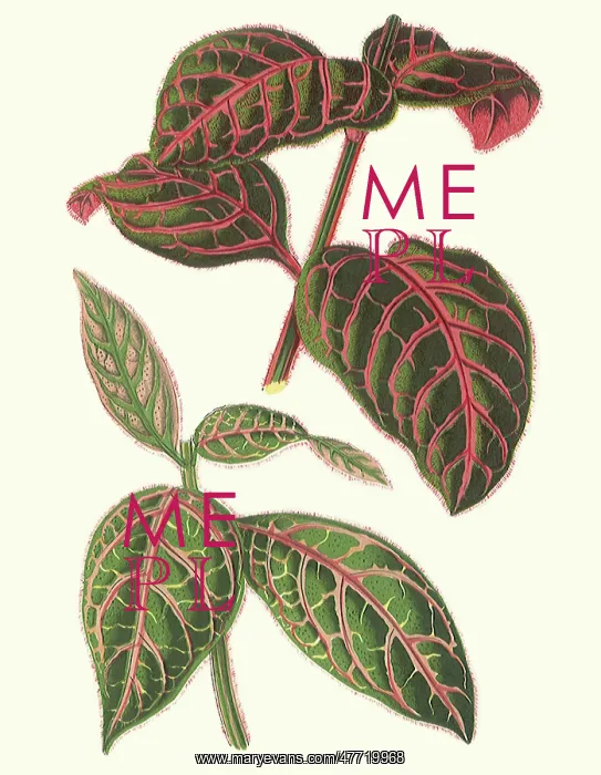  : Veined Leaves