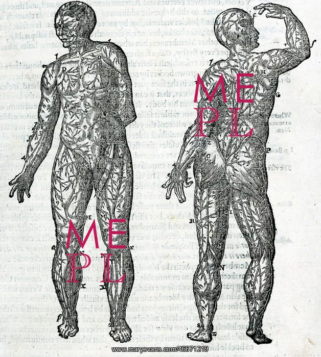 : The veins of the human body : The veins of the human body