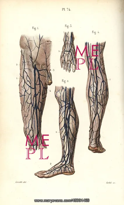 : Veins to the leg and foot : Veins to the leg and foot