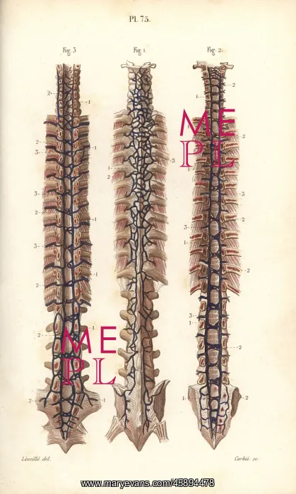 : Veins to the spine : Veins to the spine