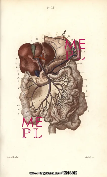 : Veins to the stomach, liver and intestines : Veins to the stomach, liver and intestines