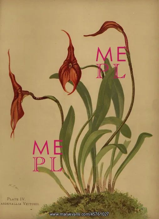 : Veitch's masdevallia, Masdevallia veitchiana : Veitch's masdevallia, Masdevallia veitchiana