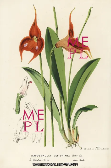 : Veitch's masdevallia orchid, Masdevallia veitchiana : Veitch's masdevallia orchid, Masdevallia veitchiana