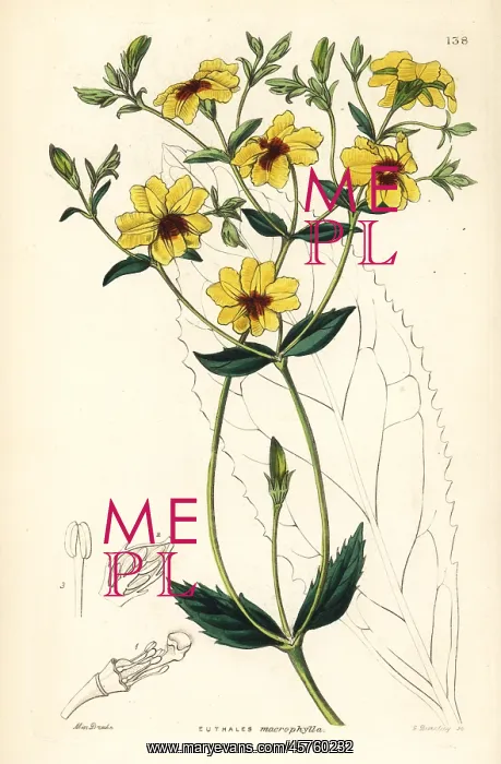 : Velleia macrophylla : Velleia macrophylla