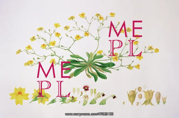: Velleia pubescens, herb : Velleia pubescens, herb