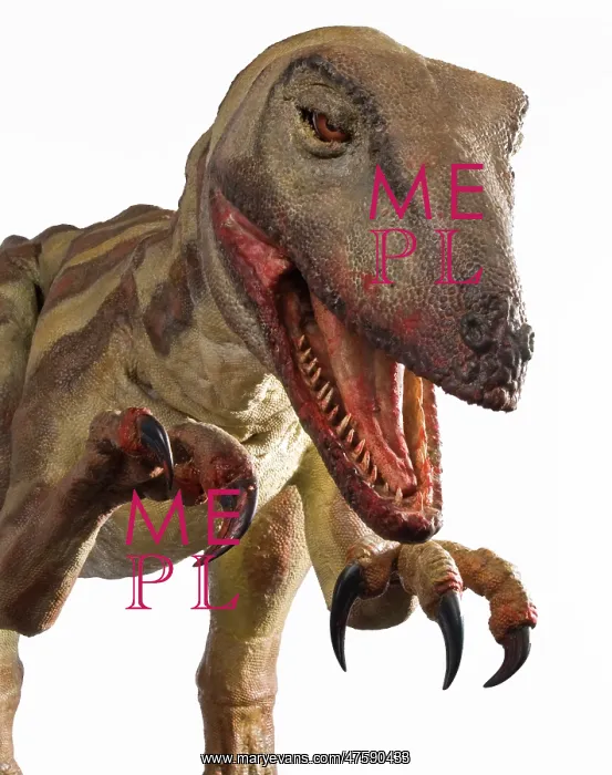 : Velociraptor : Velociraptor