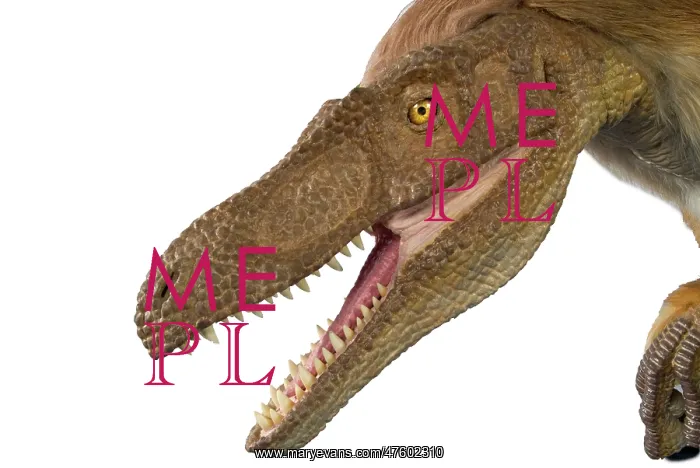 : Velociraptor : Velociraptor