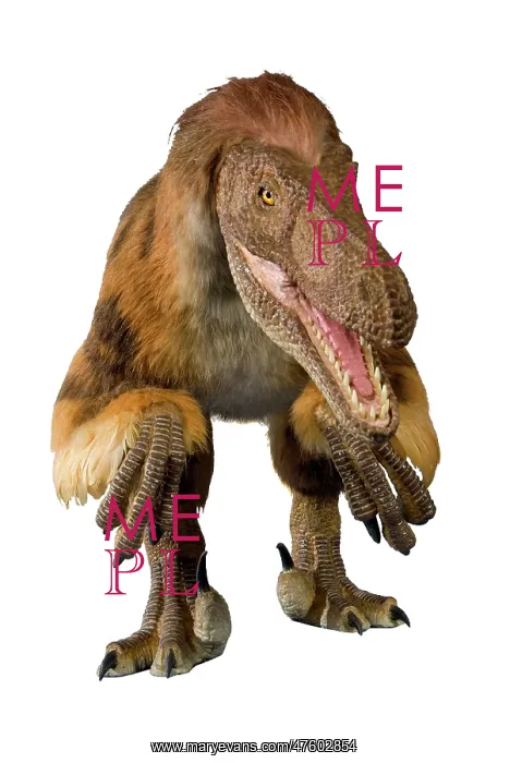 : Velociraptor : Velociraptor
