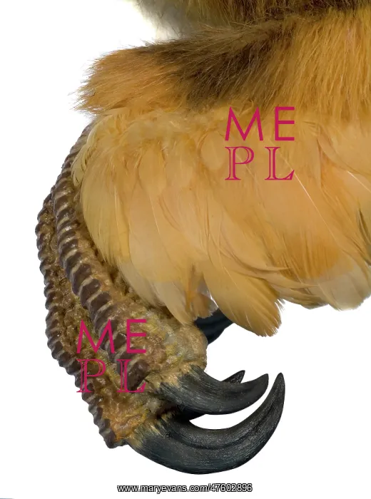 : Velociraptor : Velociraptor