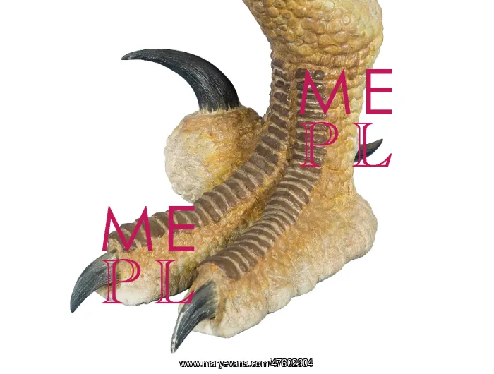 : Velociraptor : Velociraptor