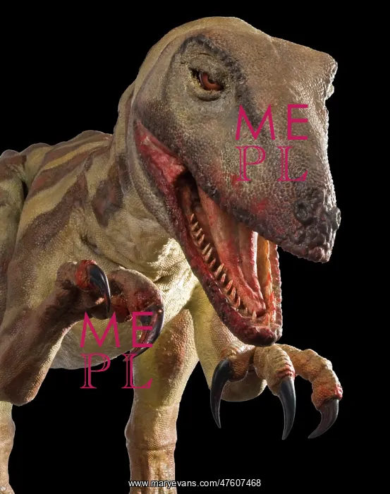 : Velociraptor : Velociraptor