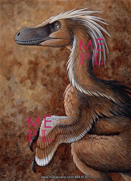 : Velociraptor, a dromaeosaurid dinosaur of the Cretaceous ? : Velociraptor, a dromaeosaurid dinosaur of the Cretaceous ?