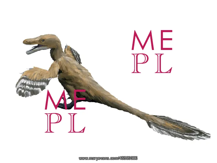 : Velociraptor mongoliensis, Late Cretaceous of Mongolia : Velociraptor mongoliensis, Late Cretaceous of Mongolia